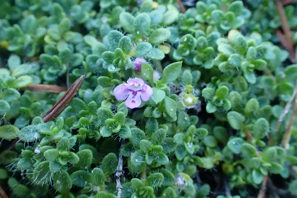 Photo of Thymus praecox - Flower and leaves:Krzysztof Ziarnek, Kenraiz