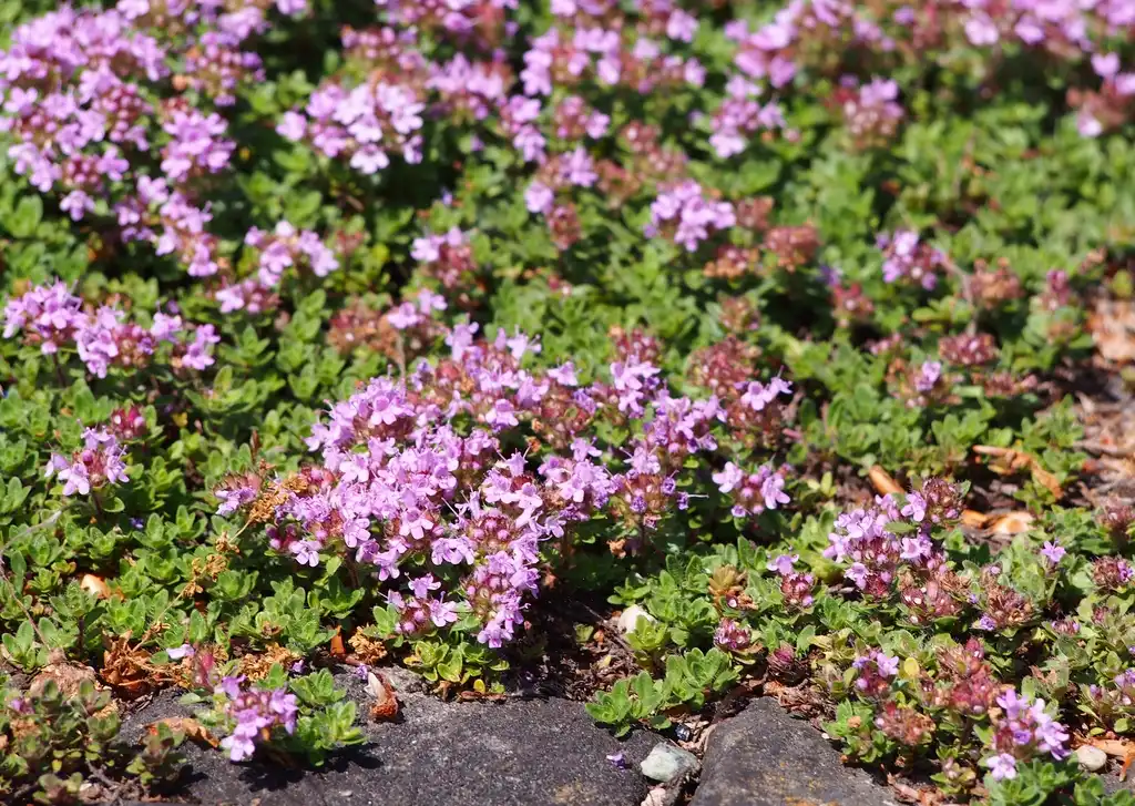 Photo of Thymus praecox - Form:Agnieszka Kwiecień, Nova