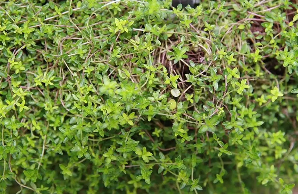 Photo of Thymus praecox - Leaves:David J. Stang