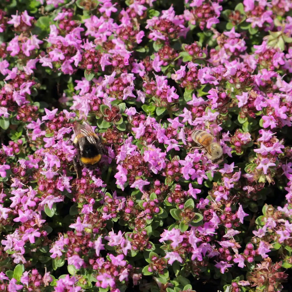 Photo of Thymus praecox - Flowers and pollinators:C T Johansson