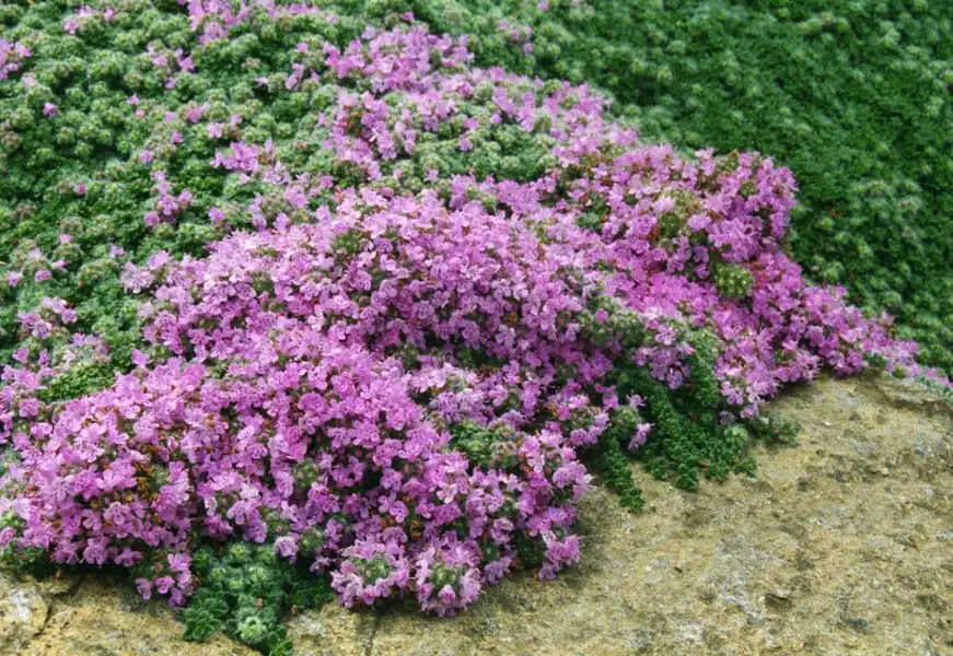 Photo of Thymus pseudolanuginosus (Thymus pseudolanuginosuss)