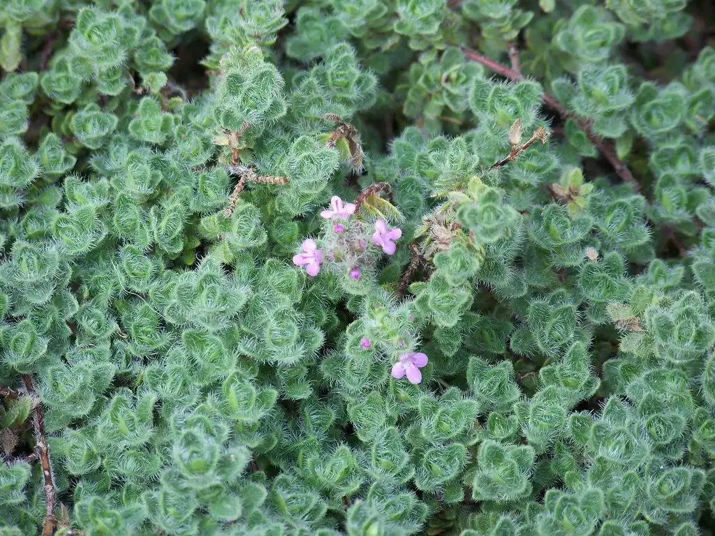 Photo of Thymus pseudolanuginosus (Thymus pseudolanuginosuss)
