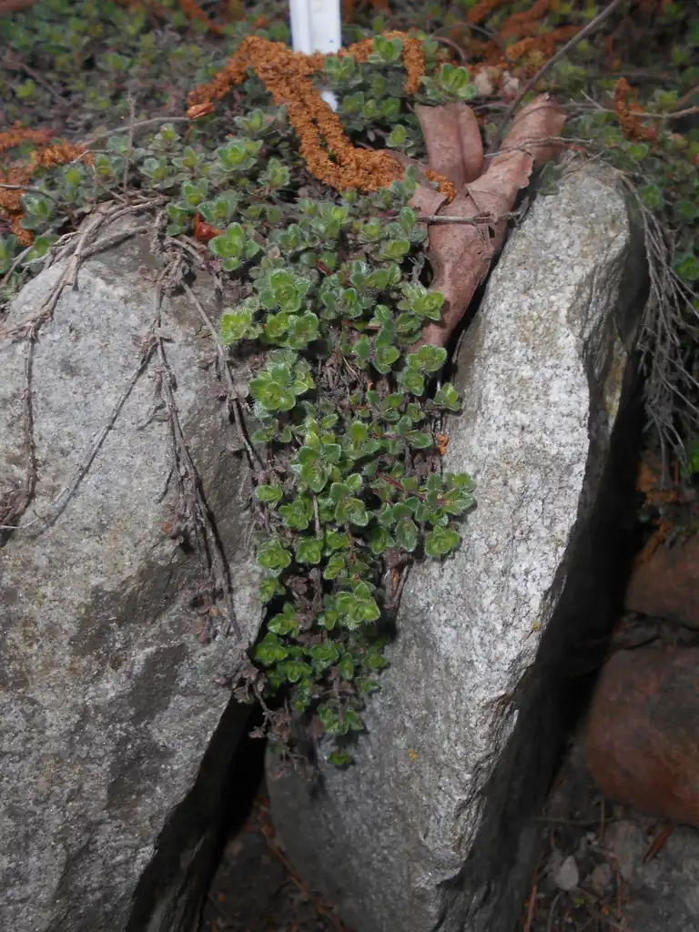 Photo of Thymus pseudolanuginosus - Crevice garden:Salicyna