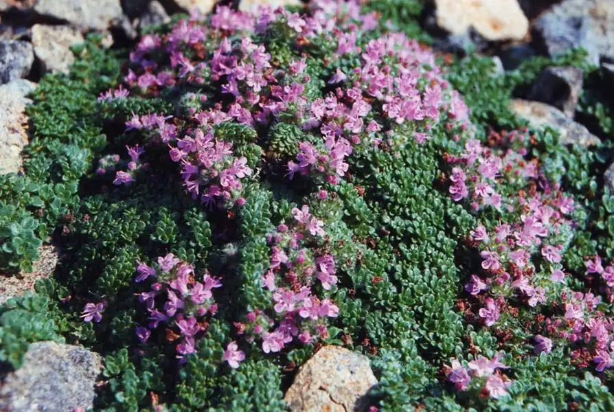 Photo of Thymus pseudolanuginosus - Rock garden:Ghislain118(AD)