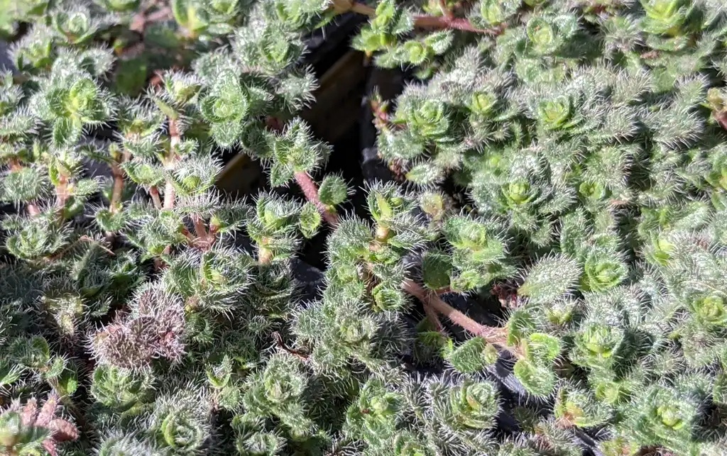 Photo of Thymus pseudolanuginosus - Close-up leaves:Ben A. Bergmann
