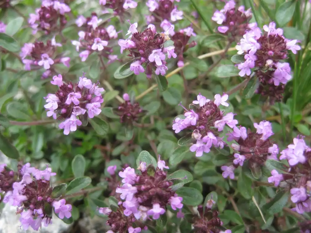 Фото Thymus serpyllum (Thymus serpyllums)