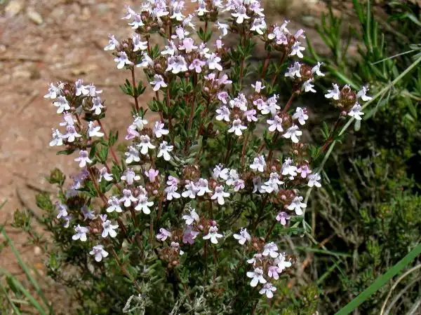 Фото Thymus serpyllum (Thymus serpyllums)
