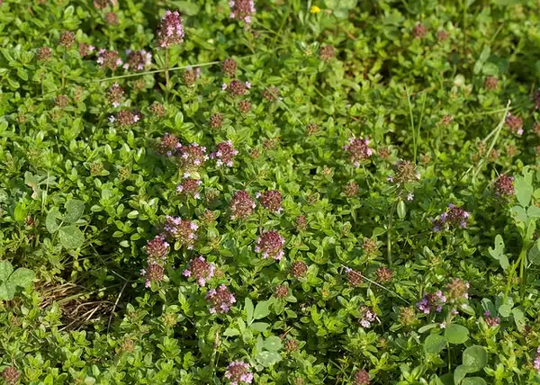 Фото Thymus serpyllum - Growth habit:Jean-Marie Van der Maren