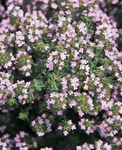 Фото Thymus vulgaris (Thymus vulgariss)