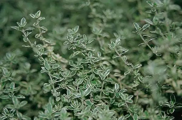 Фото Thymus vulgaris (Thymus vulgariss)
