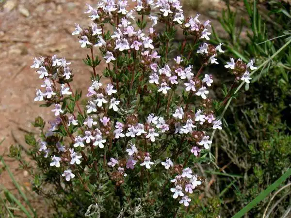 Фото Thymus vulgaris - Leaves and flowers:Ferran Turmo Gort