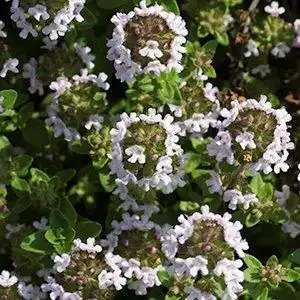 Фото Thymus vulgaris - Thymus vulgaris bloom detail:Debbie Roos