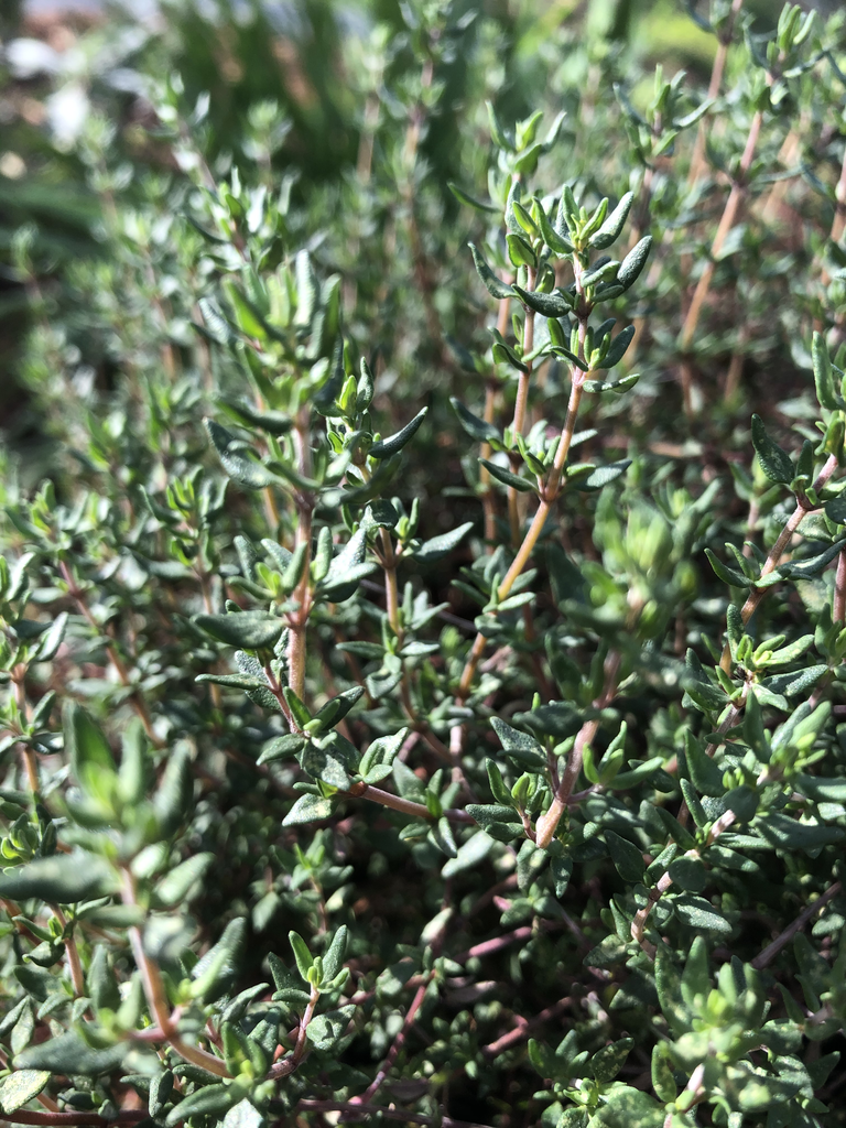 Фото Thymus vulgaris - Leaves (Durham County,NC):Andrea Laine