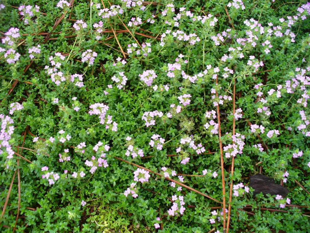 Photo of Thymus (Thymuss)