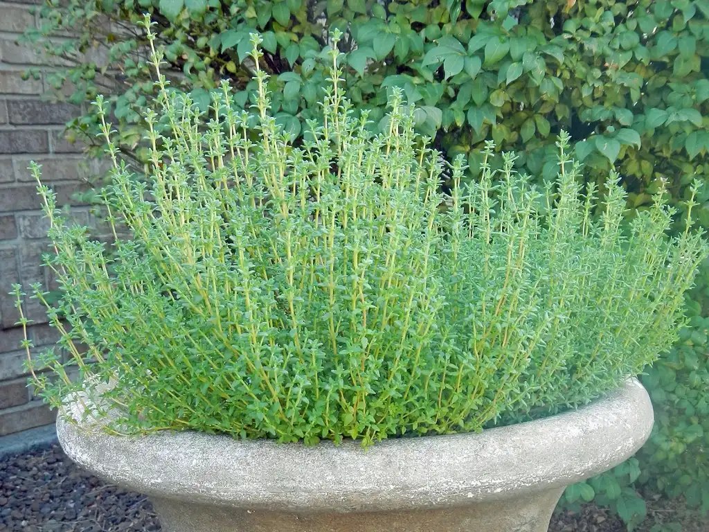 Photo of Thymus (Thymuss)