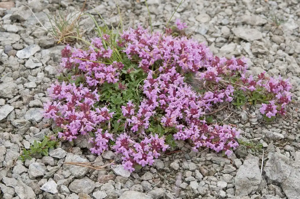 Photo of Thymus - Young form:Σ64