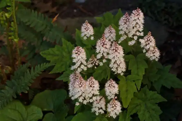 Photo of Tiarella cordifolia (Tiarella cordifolias)