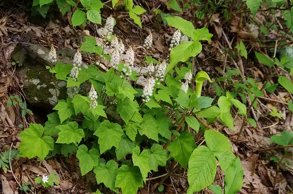 Photo of Tiarella cordifolia (Tiarella cordifolias)
