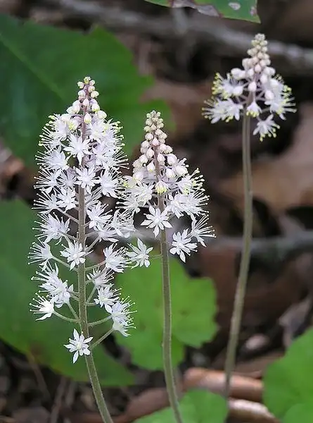 Photo of Tiarella cordifolia - Flowers:Lindley Ashline