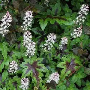 Photo of Tiarella cordifolia - Flowers and maple-like leaves:Debbie Roos