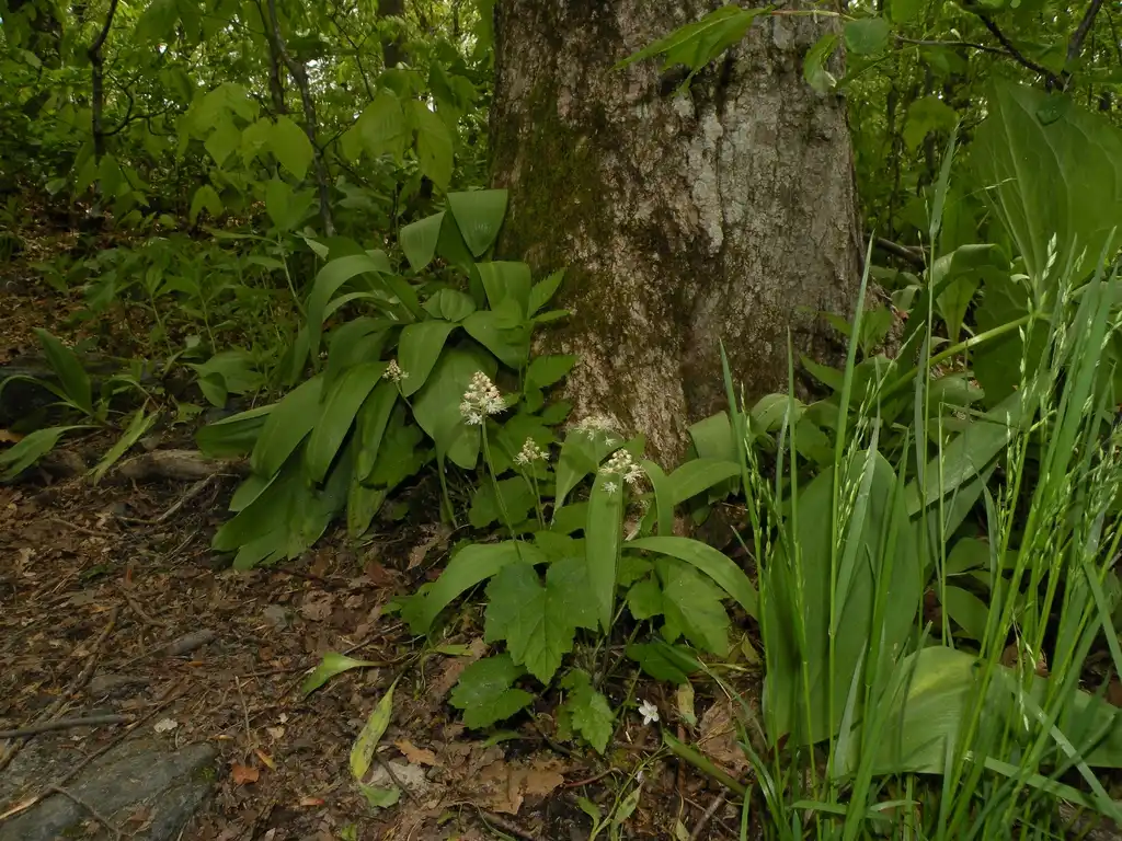 Photo of Tiarella cordifolia - With Ramps (Allium tricoccum) in a woodland setting.:Doug McGrady