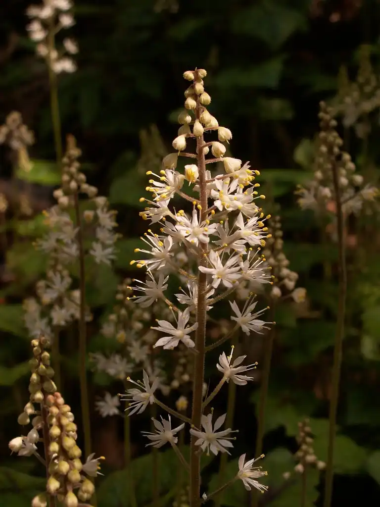 Photo of Tiarella cordifolia - Flower buds:Cbaile19