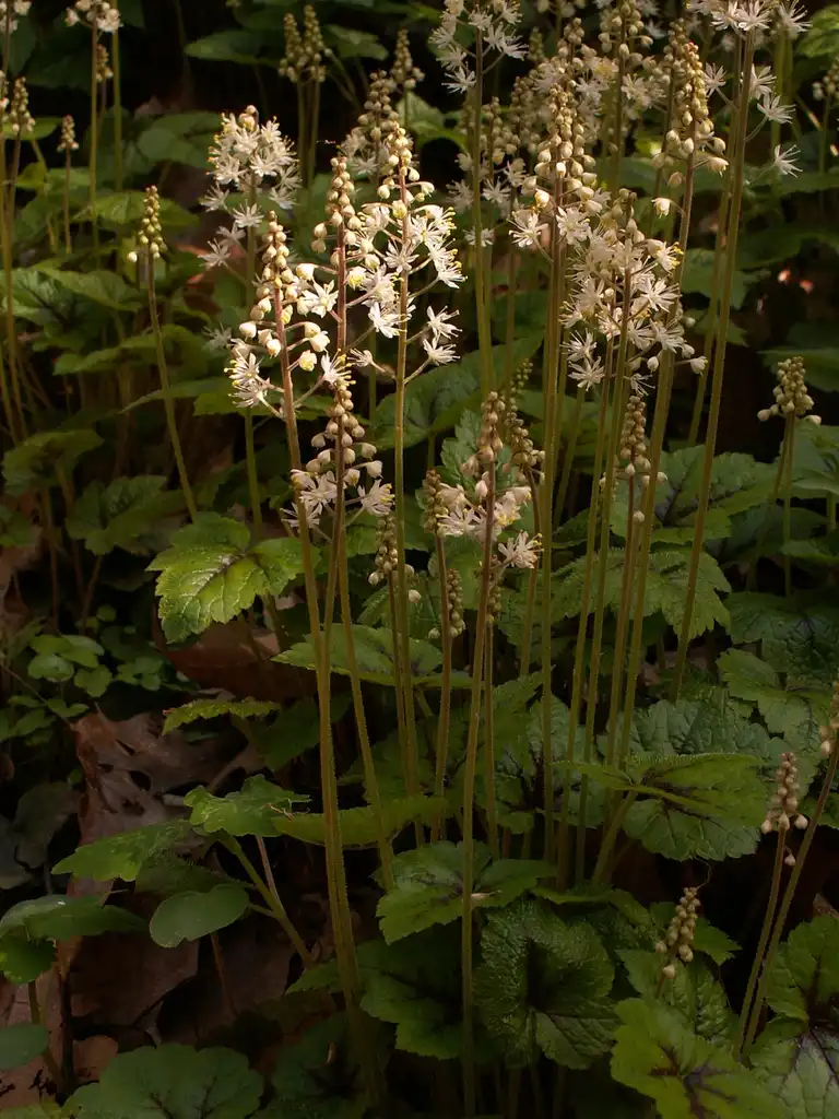 Photo of Tiarella cordifolia - Form:Cbaile19