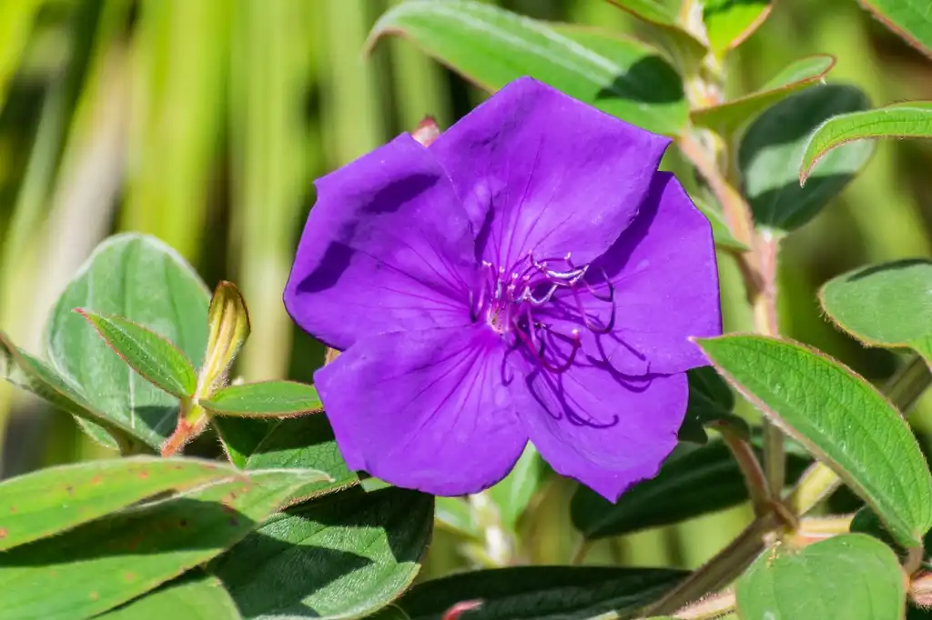 Фото Tibouchina urvilleana (Tibouchina urvilleanas)