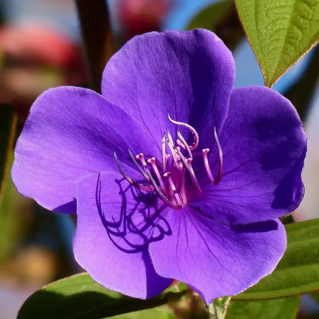 Фото Tibouchina urvilleana (Tibouchina urvilleanas)