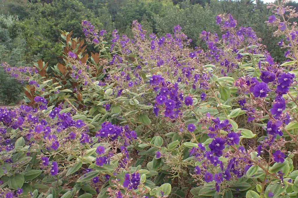 Фото Tibouchina urvilleana - Flowers:Krzysztof Ziarnek, Kenraiz