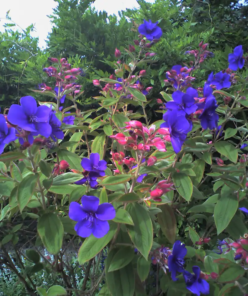 Фото Tibouchina urvilleana - Full Form:Matthias Neumann Ma-neumann