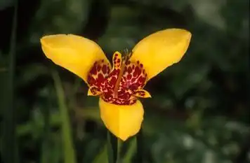 Photo of Tigridia (Tigridias)