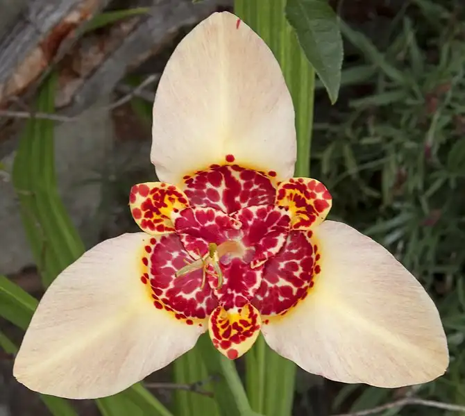 Photo of Tigridia - Flower close up:Tony Hisgett