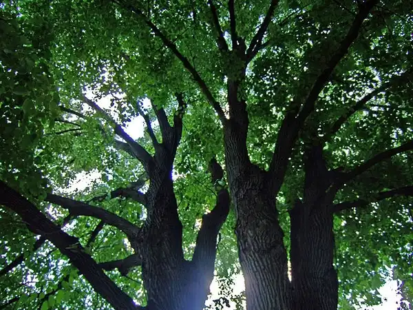 Foto de Tilia americana var. heterophylla (Tilia americana var. heterophyllas)