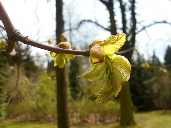 Foto de Tilia americana var. heterophylla (Tilia americana var. heterophyllas)
