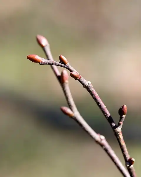 Foto de Tilia americana var. heterophylla - Dormant buds tinged red provide winter interest:Plant Image Library
