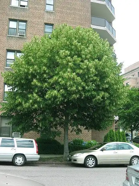 Photo of Tilia americana (Tilia americanas)