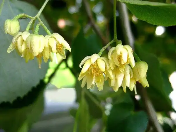 Photo of Tilia americana (Tilia americanas)