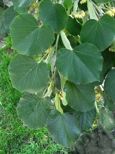 Photo of Tilia americana - Tilia americana leaf detail:Photo by Virens