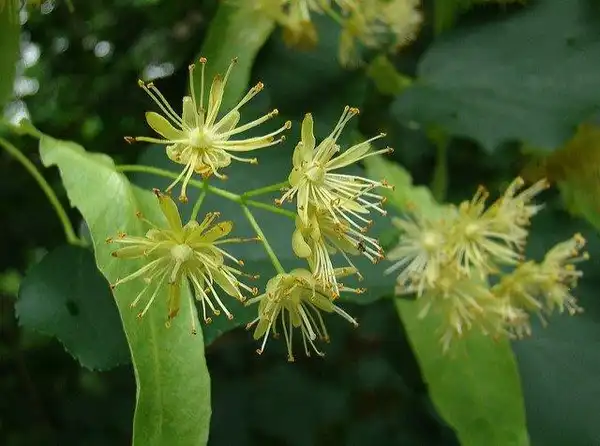 Photo of Tilia americana - Tilia americana seed heads:Photo by Anita Gould