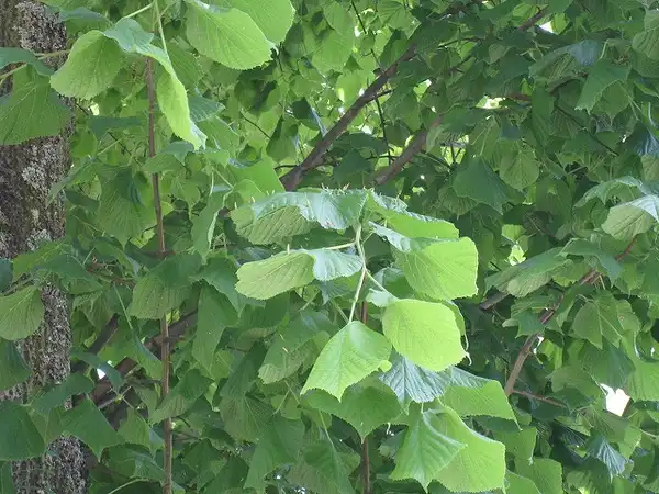 Photo of Tilia americana - Tilia americana:Photo by Wendy Cutler