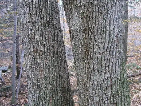 Photo of Tilia americana - Tilia americana bark:Photo by Kerry Woods