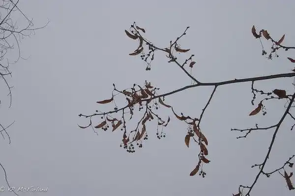 Photo of Tilia americana - T. americana fall/winter:Photo by Kent McFarland