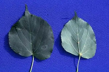 Фото Tilia cordata (Tilia cordatas)