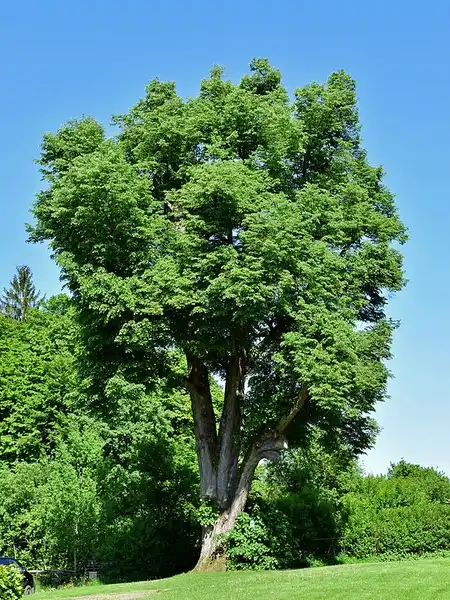 Фото Tilia cordata (Tilia cordatas)