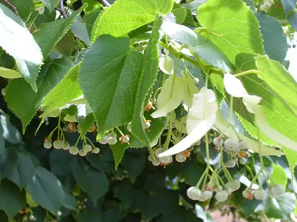 Фото Tilia cordata - Leaves: