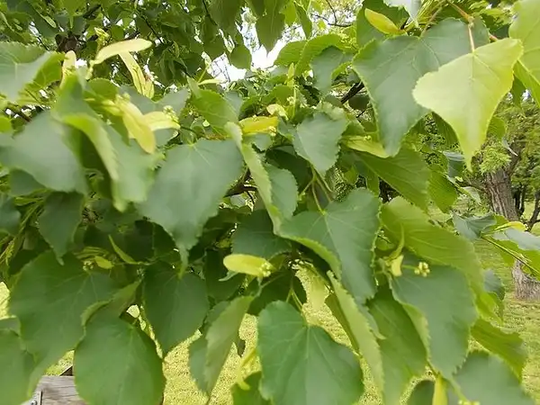 Фото Tilia cordata - Leaves:Globetrotter19