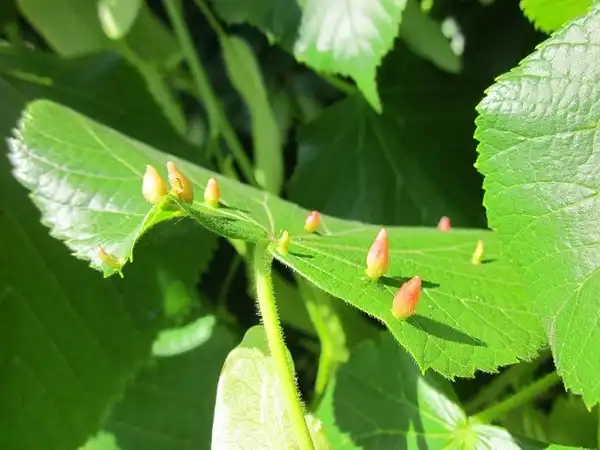 Фото Tilia cordata - Insect galls on leaves: