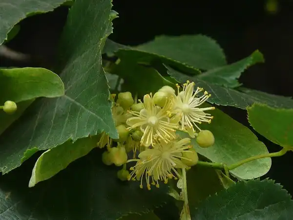 Фото Tilia cordata - Flowers:Dinesh Valke