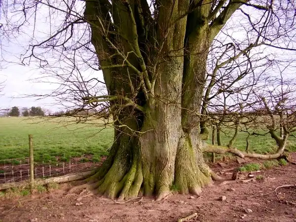 Фото Tilia cordata - Trunk:Graham Cole